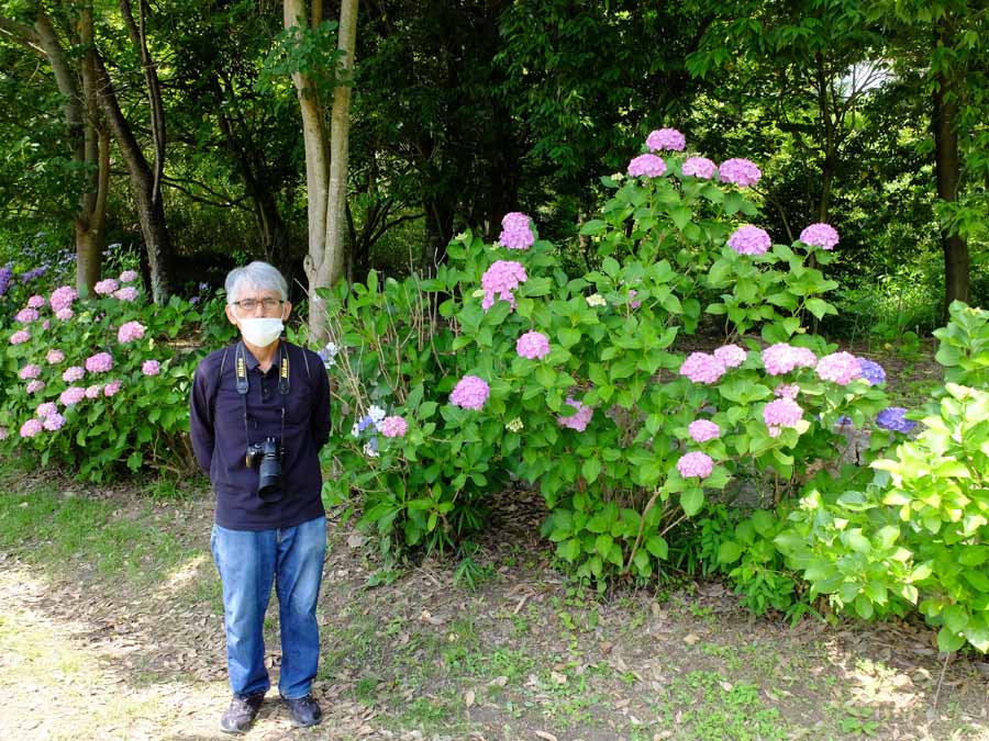 馬見丘陵公園のあじさい園