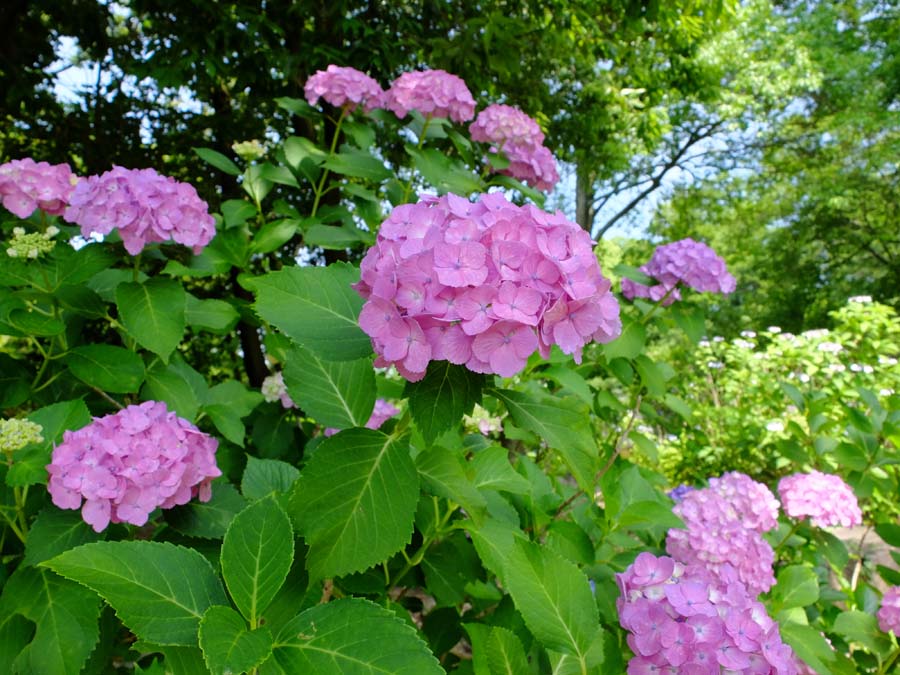 馬見丘陵公園のあじさい園