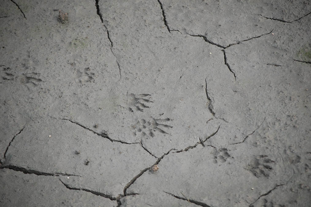 Raccoon footprints