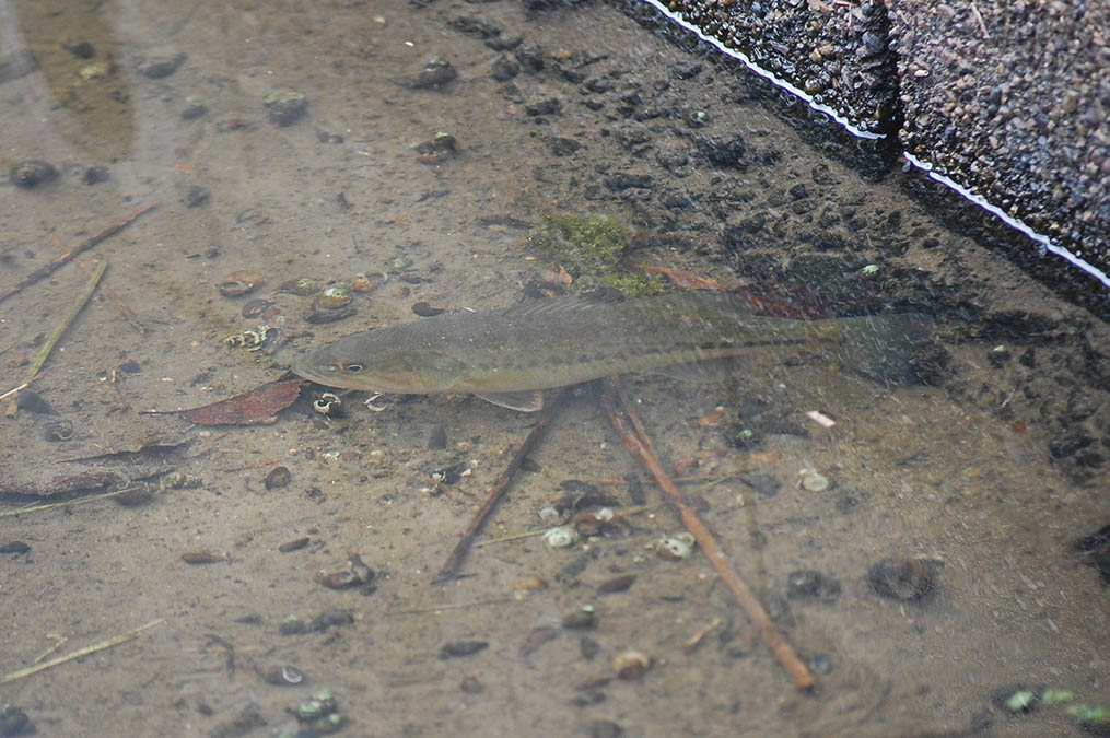 ブラックバスの幼魚