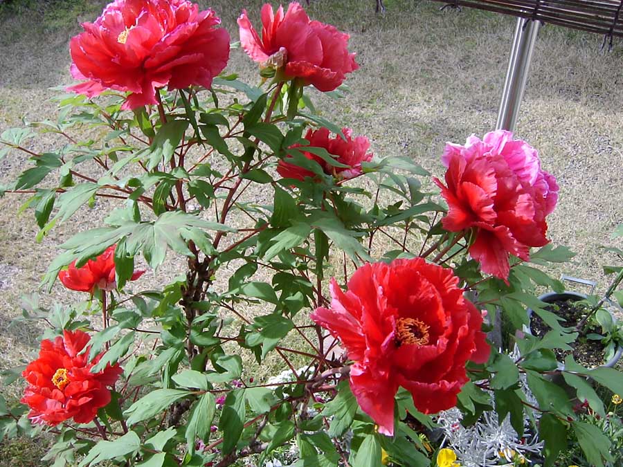 ボタンの花が満開