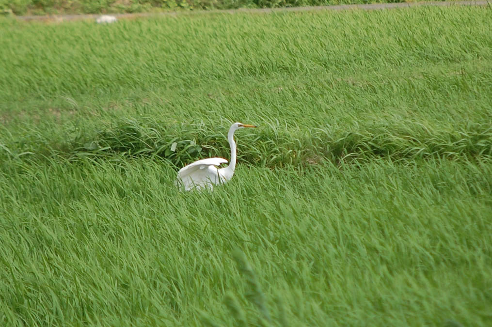 ダイサギ