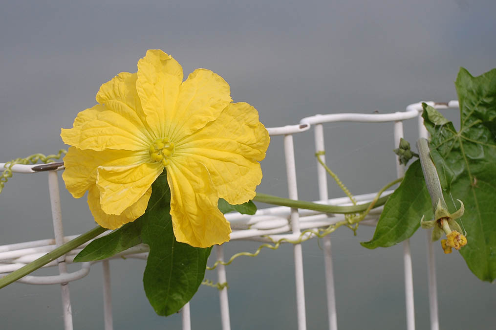 ヘチマの花