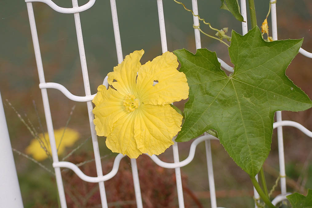 ヘチマの花