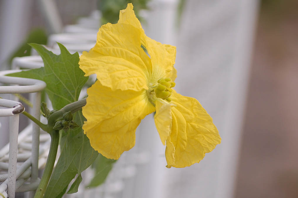 ヘチマの花