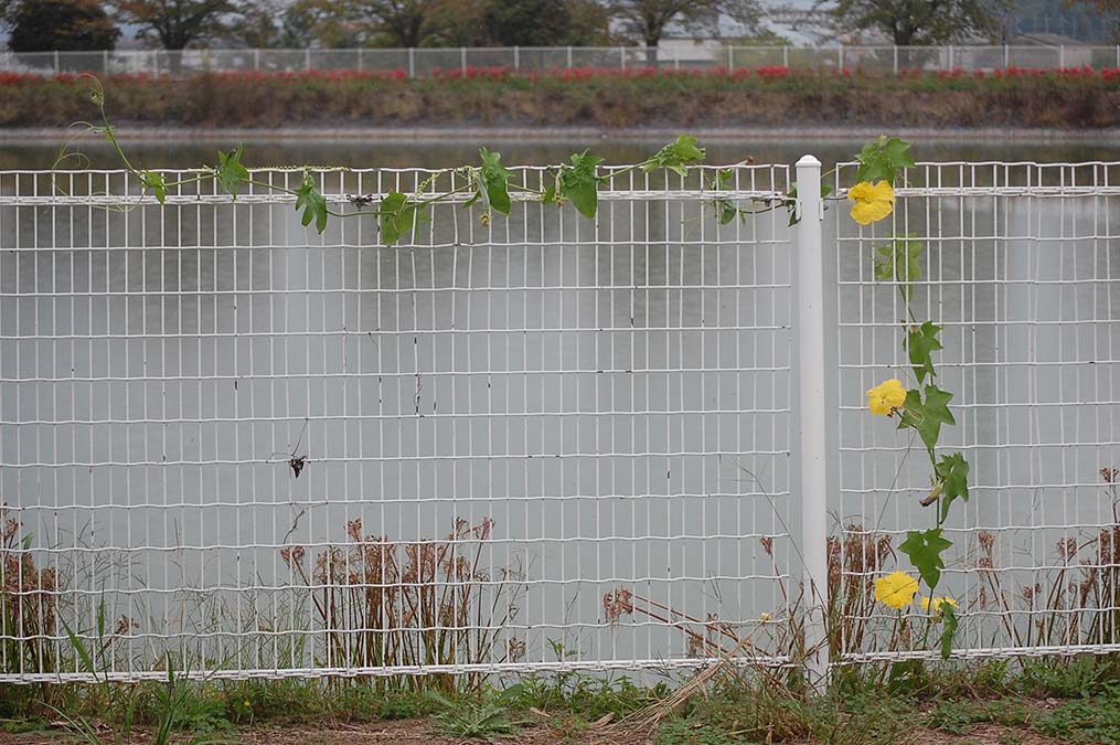 池のフェンスに咲いたヘチマの花