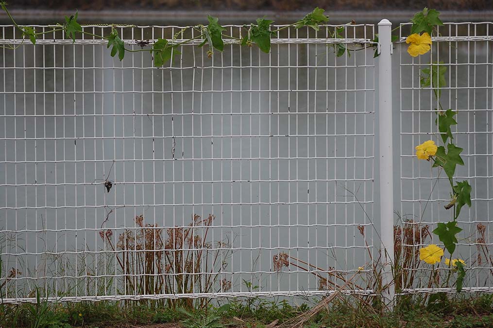 池のフェンスに咲いたヘチマの花