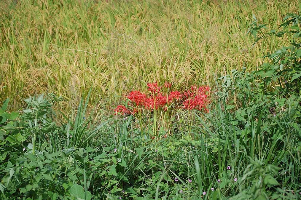 稲と彼岸花