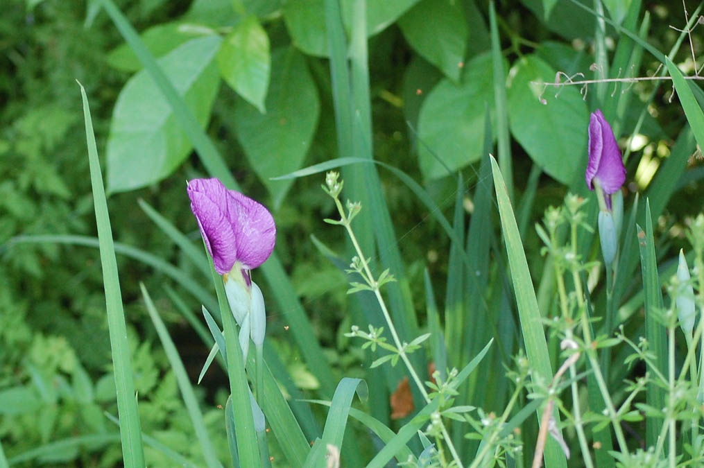 花菖蒲