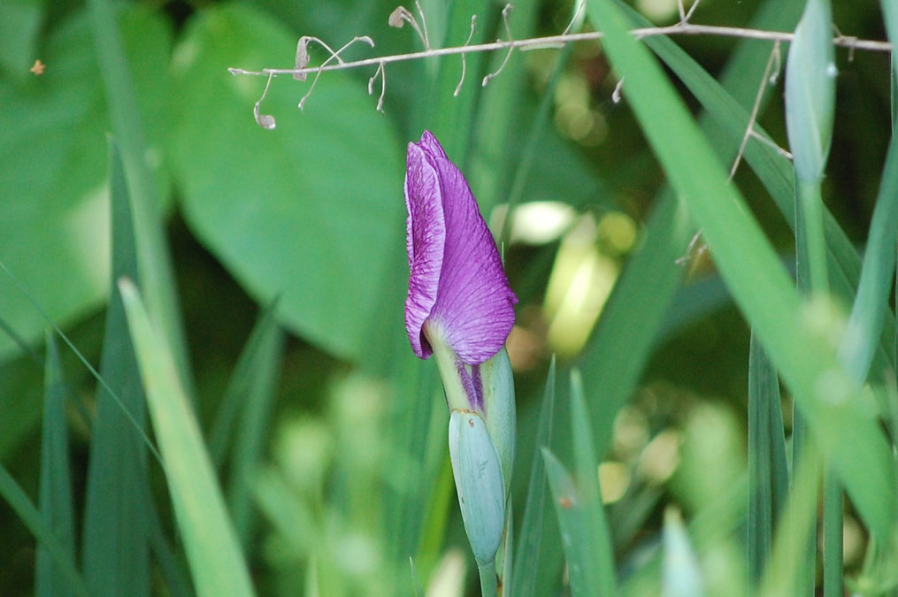 花菖蒲