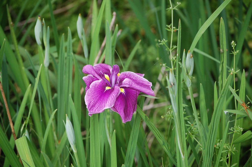 花菖蒲