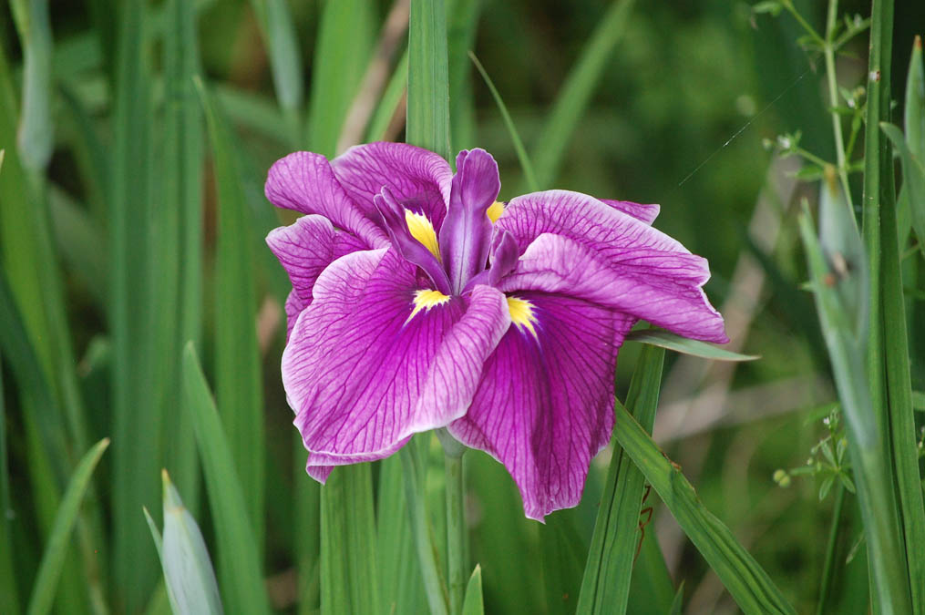 花菖蒲