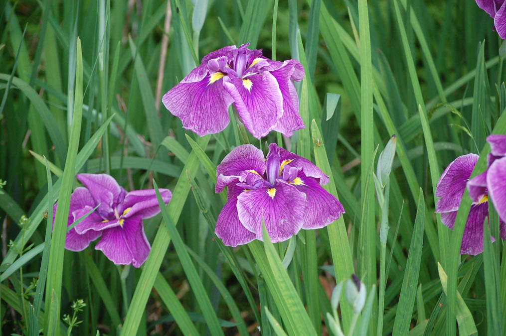 花菖蒲