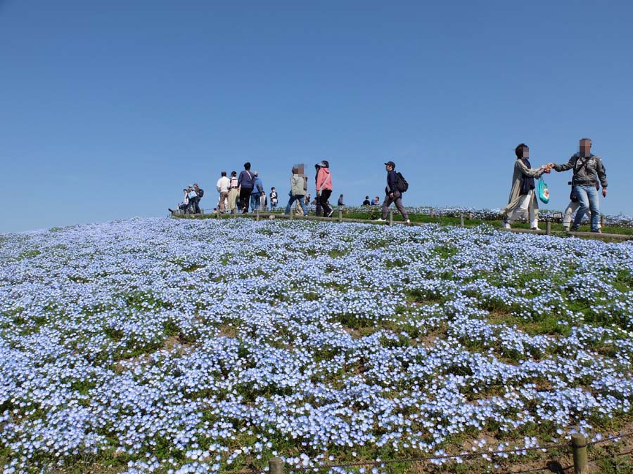 国営ひたち海浜公園ネモフィラ