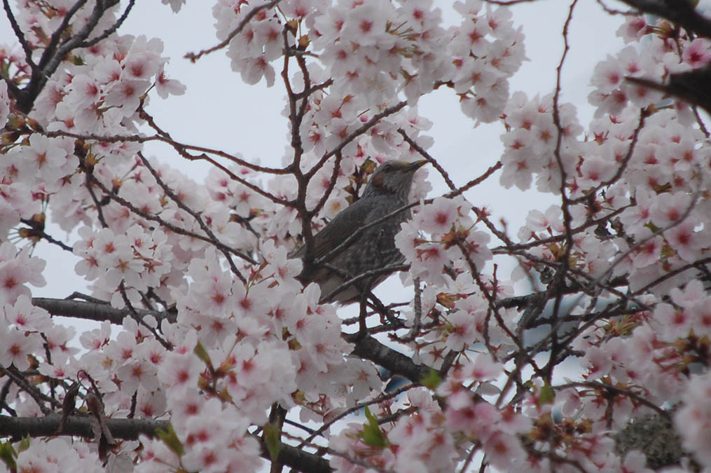 桜