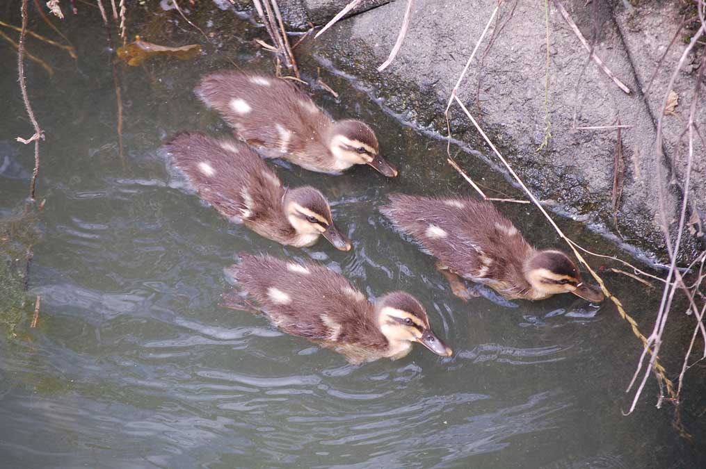 カルガモの雛