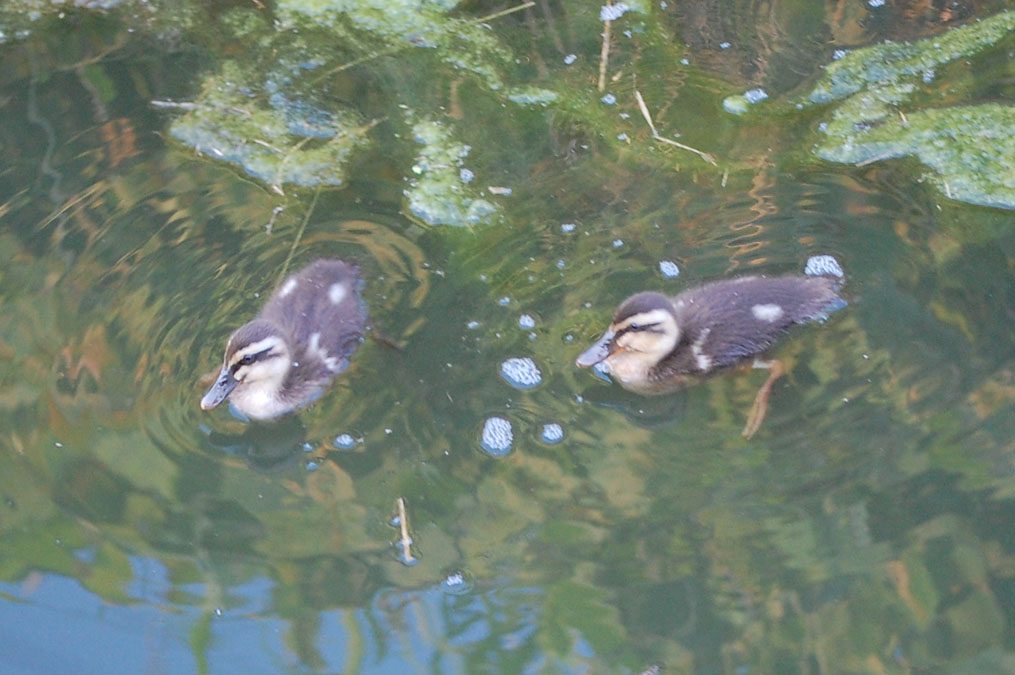 カルガモの雛が2羽に減