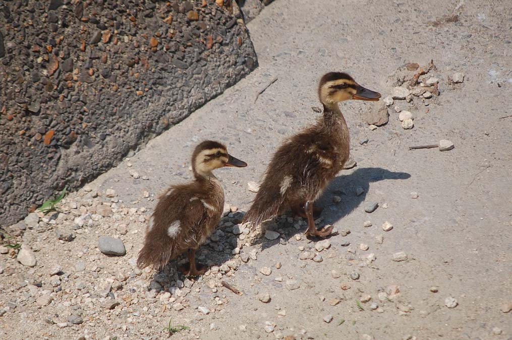 行方不明になっていた2羽のカルガモの雛