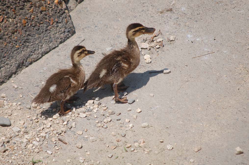 行方不明になっていた2羽のカルガモの雛