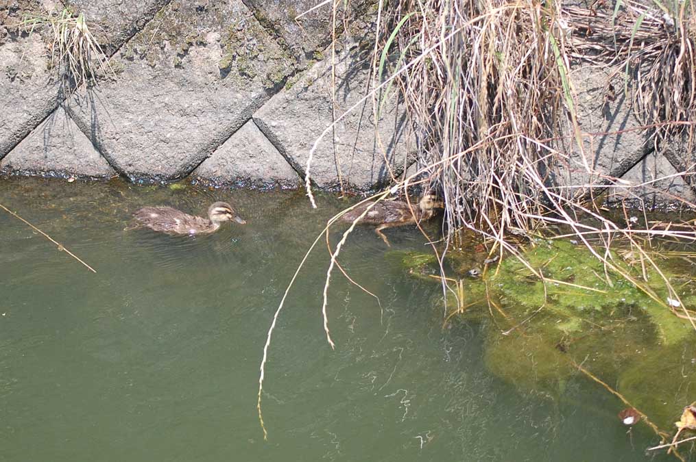 カルガモの雛は４羽とも生きていた