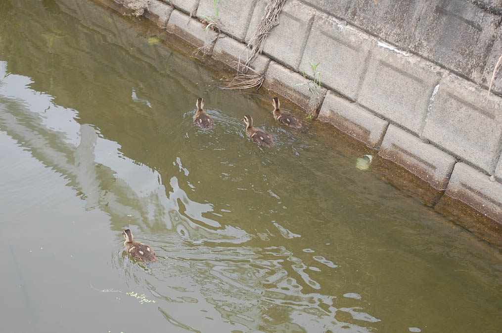 カルガモの雛4羽そろって発見