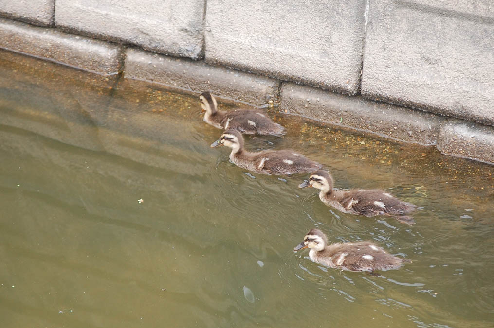 カルガモの雛4羽そろって発見