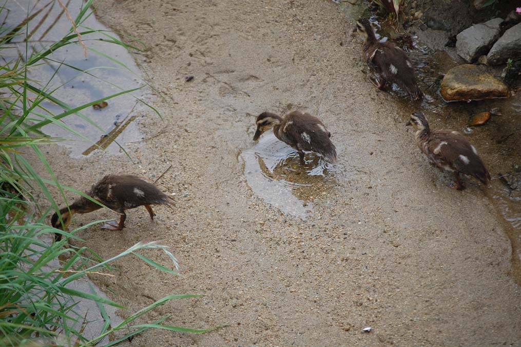 砂地を歩くカルガモの雛