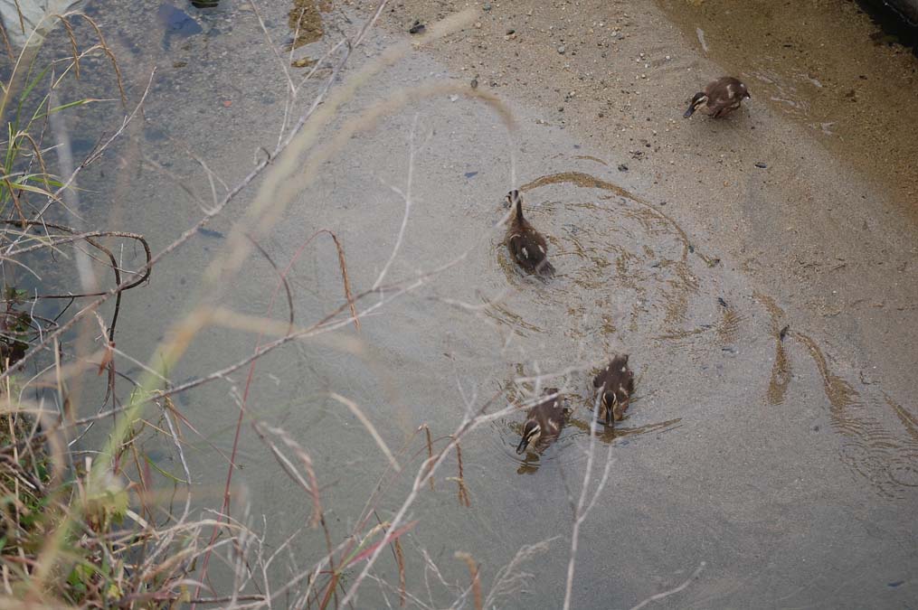 砂地を歩くカルガモの雛