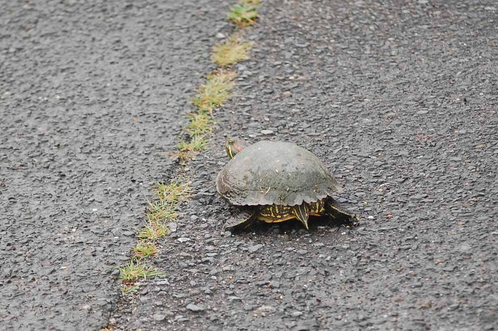 路上のカメ