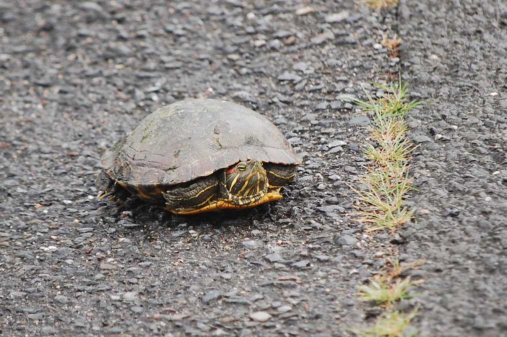 路上のカメ