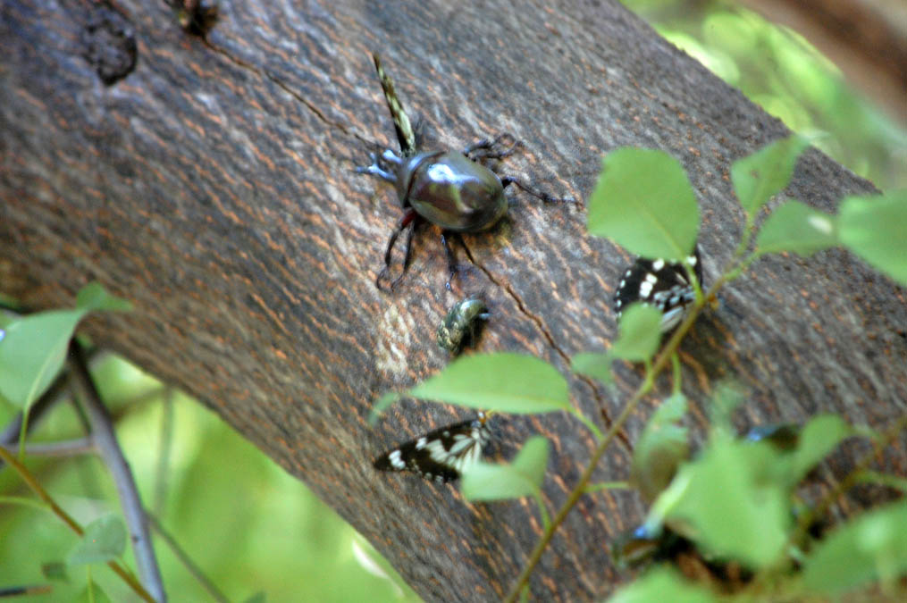 樹液に群がる虫たち