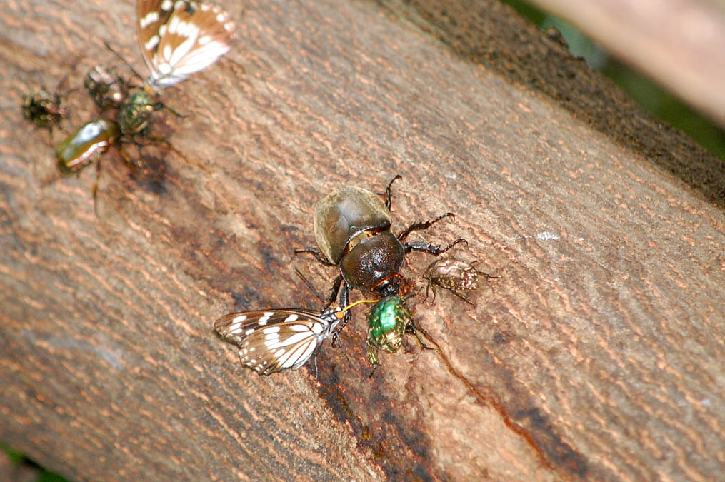 樹液に群がる虫たち3