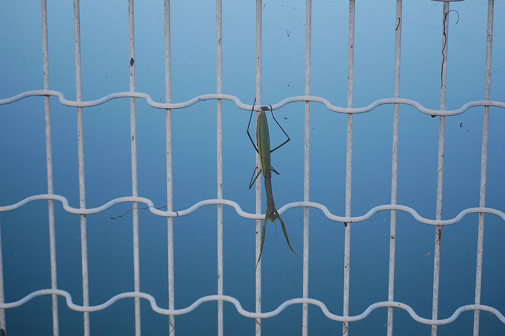 カマキリ