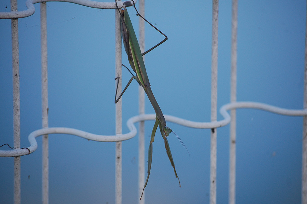 カマキリ