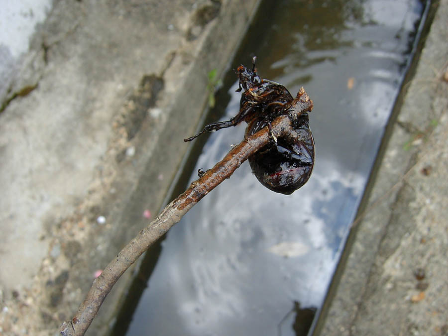 カブトムシ