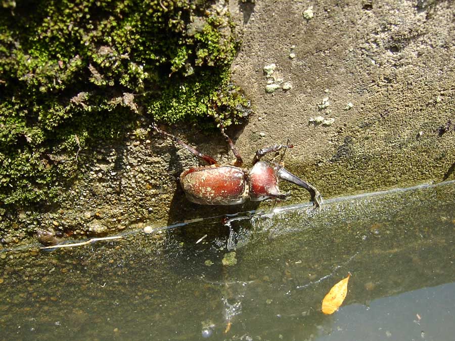 カブトムシ