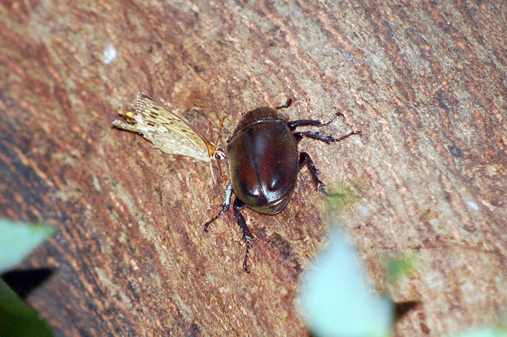 カブトムシ