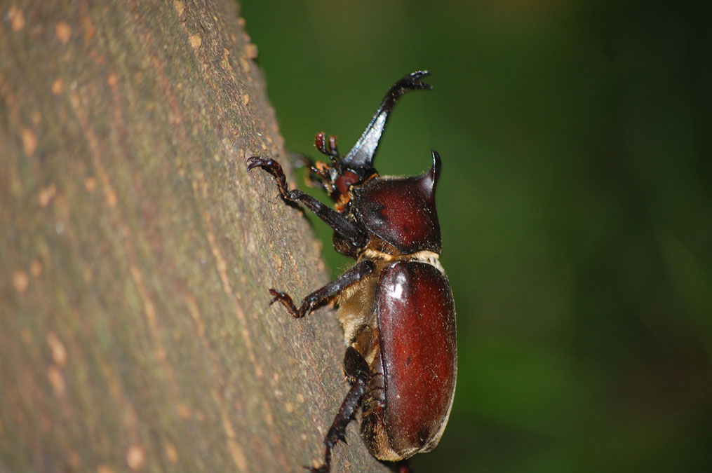 カブトムシ