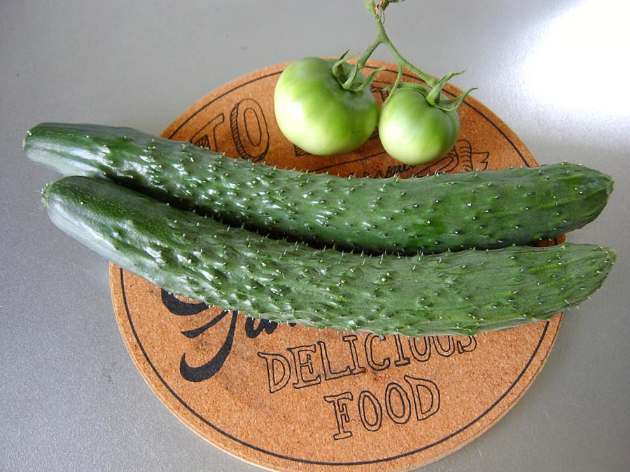 庭で採れた野菜きゅうり