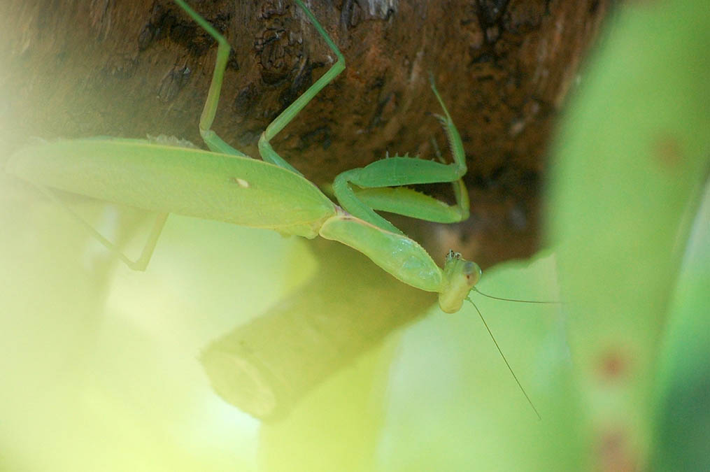 カマキリ