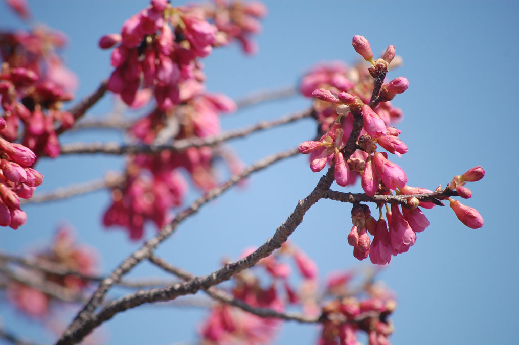 寒緋桜のつぼみ