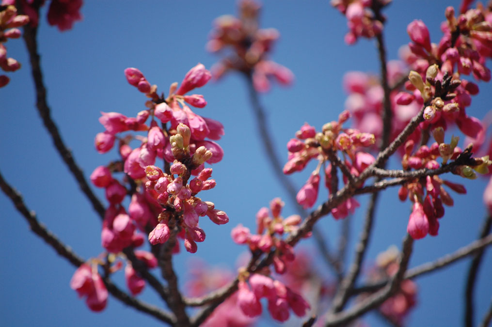 寒緋桜のつぼみ