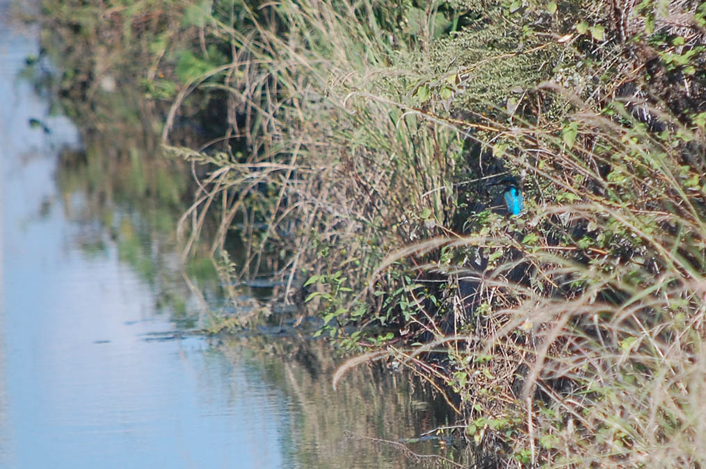 カワセミ