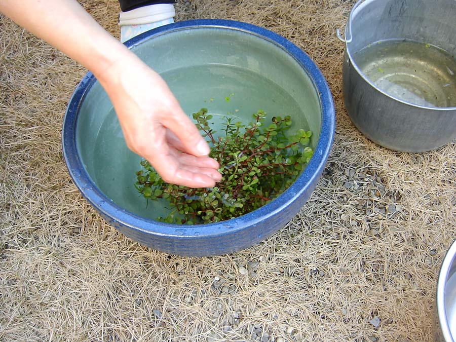 睡蓮鉢のメダカの水交換