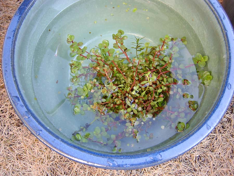 睡蓮鉢のメダカの水交換