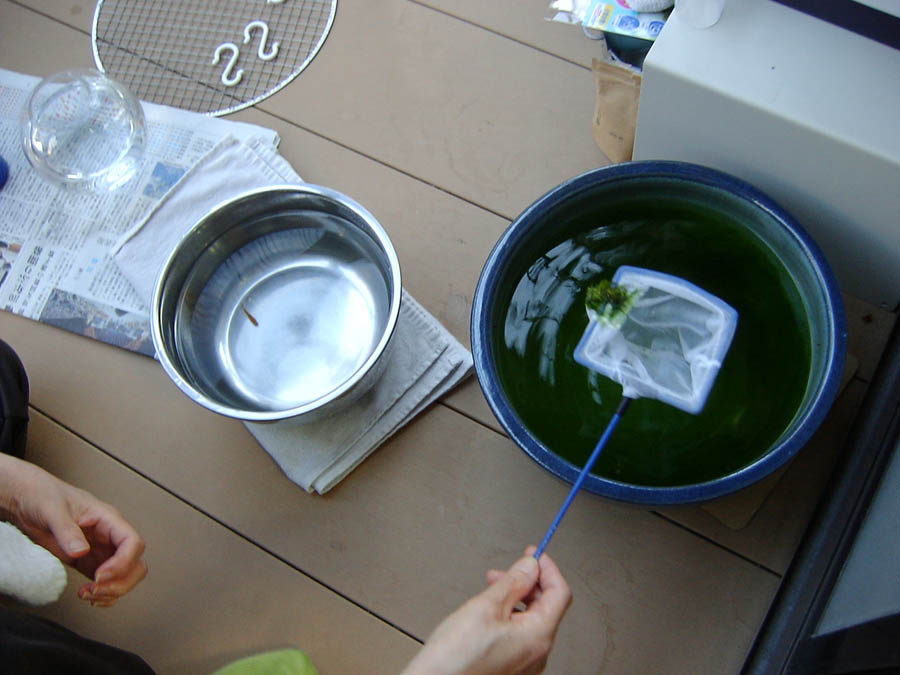 メダカの水槽の水換え