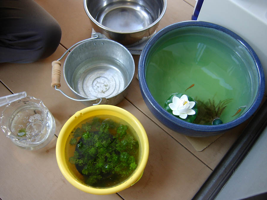 メダカの卵と水槽の水交換