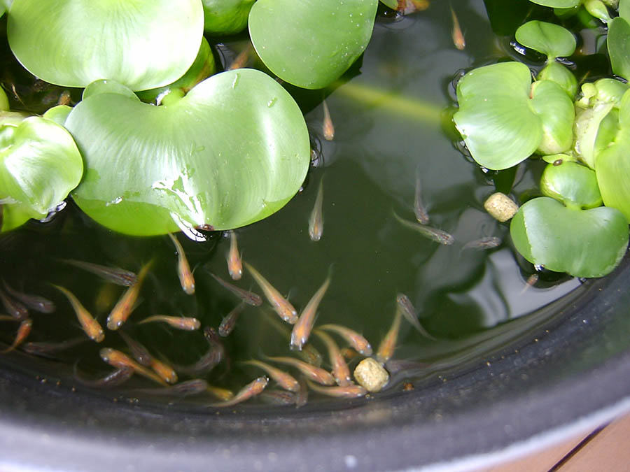 鯉の餌をメダカに