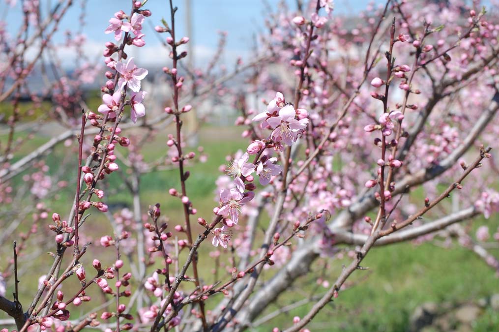 桃の花