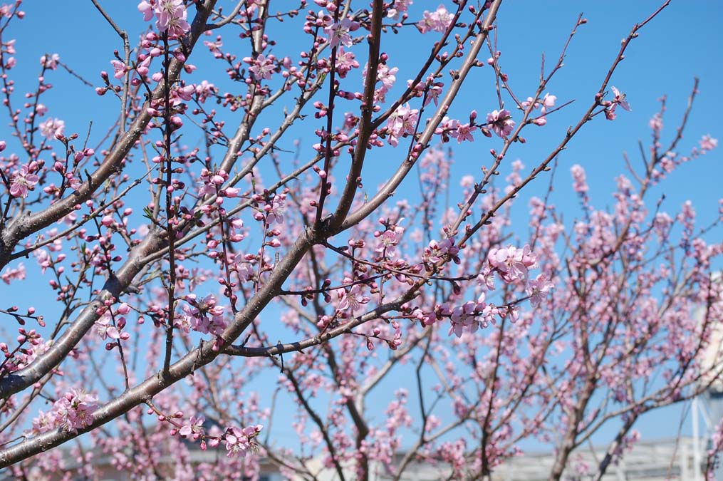 桃の花